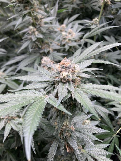 BlackCherry Punch (In House Genetics). Week 16
