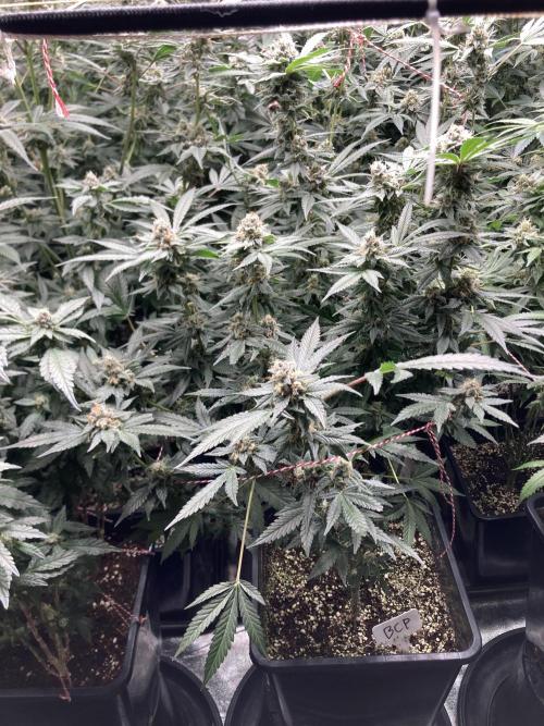 BlackCherry Punch (In House Genetics). Week 16