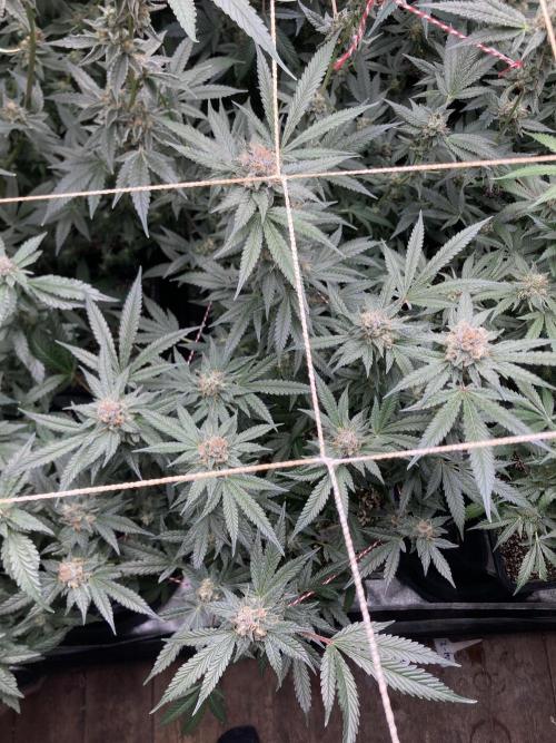 BlackCherry Punch (In House Genetics). Week 16
