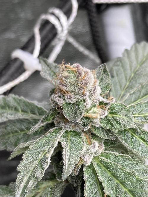 Chrome Dome Clone (Compound Genetics). Week 8