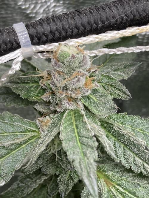 Chrome Dome Clone (Compound Genetics). Week 8