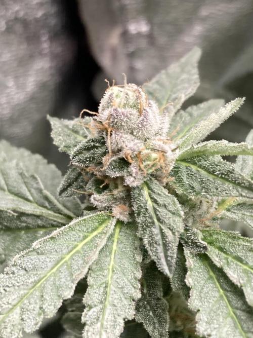 Chrome Dome Clone (Compound Genetics). Week 8