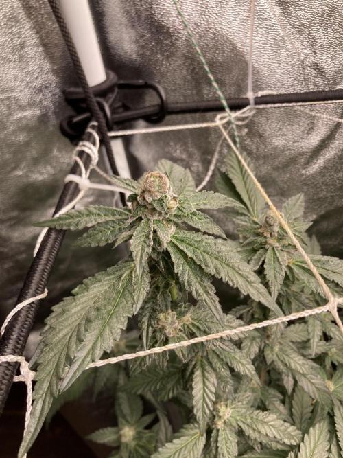 Chrome Dome Clone (Compound Genetics). Week 8