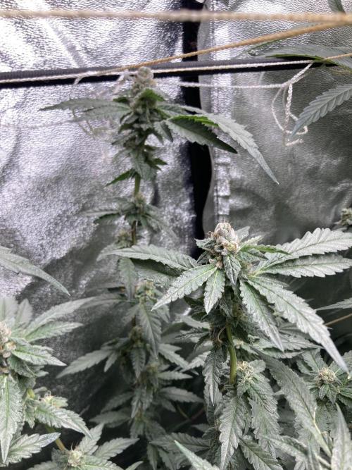 Chrome Dome Clone (Compound Genetics). Week 8