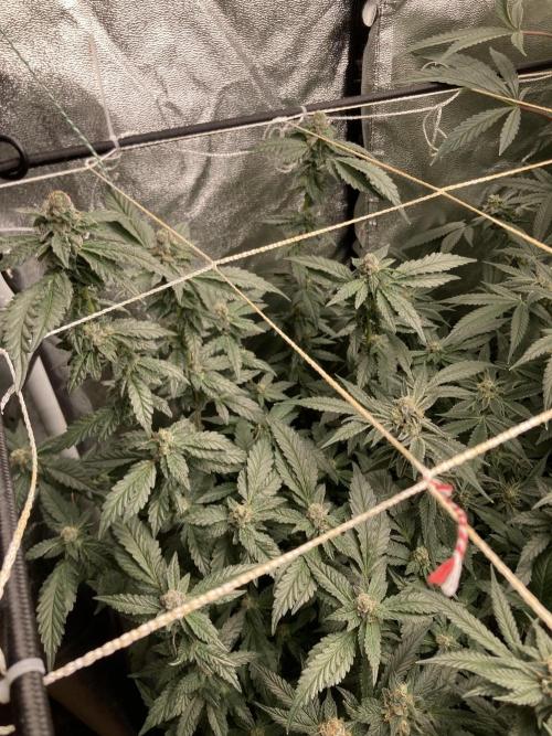 Chrome Dome Clone (Compound Genetics). Week 8