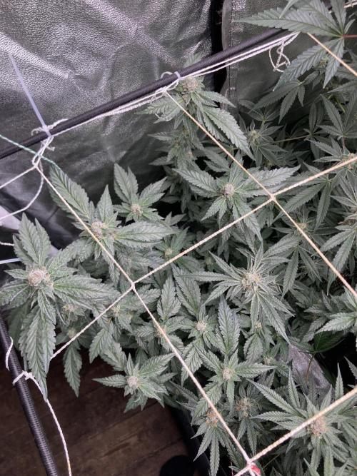 Chrome Dome Clone (Compound Genetics). Week 8