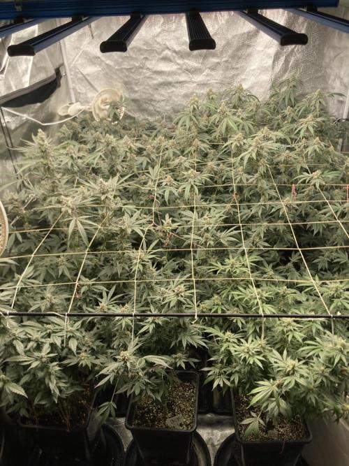 Chrome Dome Clone (Compound Genetics). Week 8