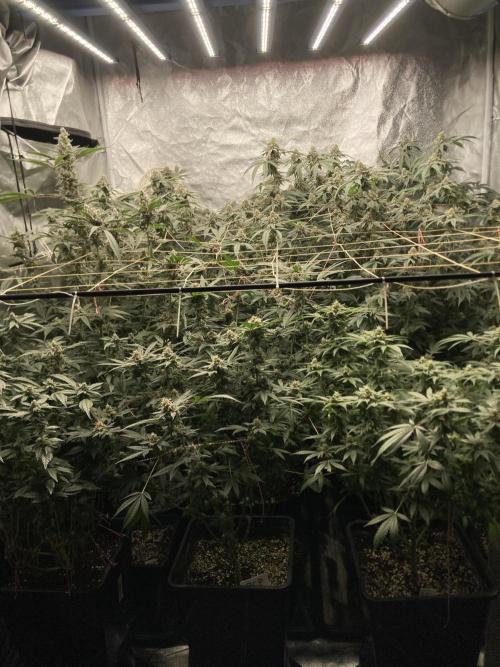 Chrome Dome Clone (Compound Genetics). Week 8