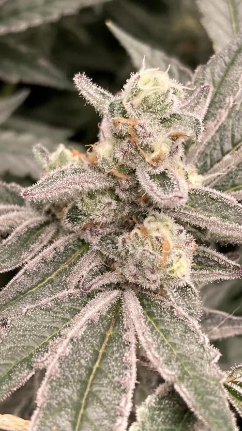 Atomic Jelly (In House Genetics). Week 16