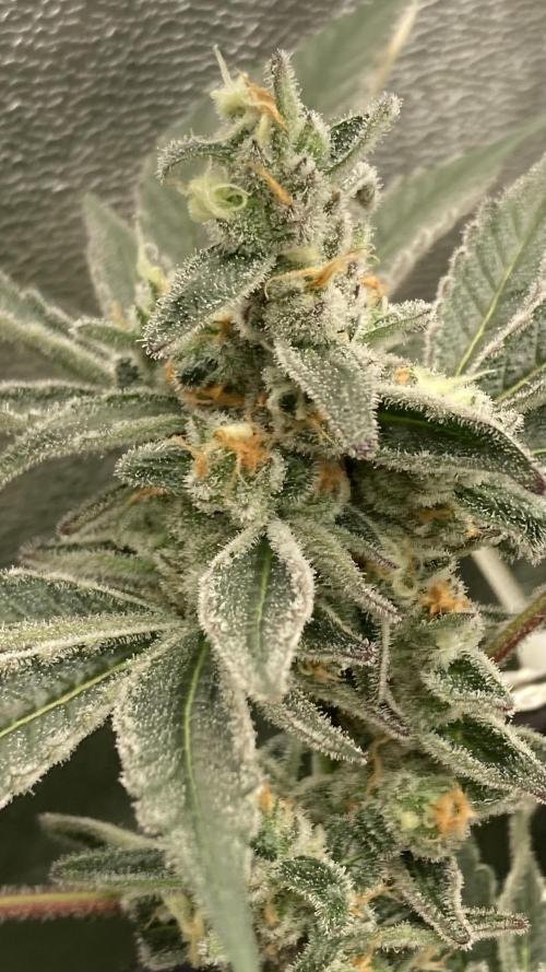 Atomic Jelly (In House Genetics). Week 16