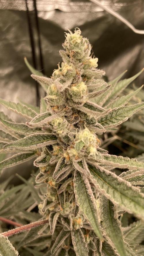 Atomic Jelly (In House Genetics). Week 16