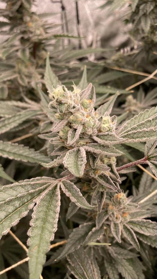 Atomic Jelly (In House Genetics). Week 16