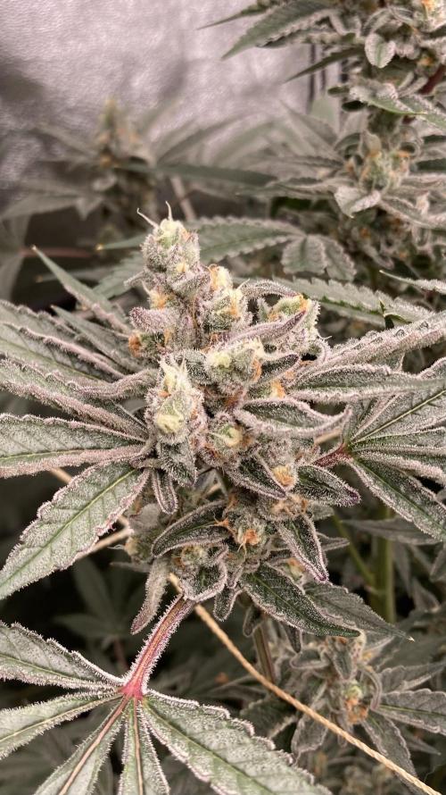 Atomic Jelly (In House Genetics). Week 16