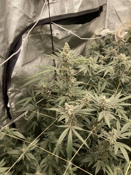 Atomic Jelly (In House Genetics). Week 16