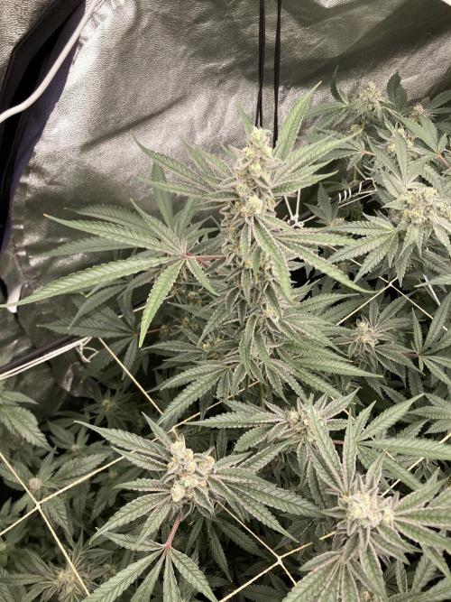 Atomic Jelly (In House Genetics). Week 16