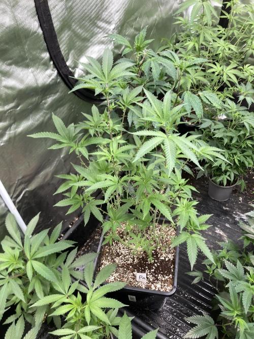 Do-lato V2 (In House Genetics). Week 16