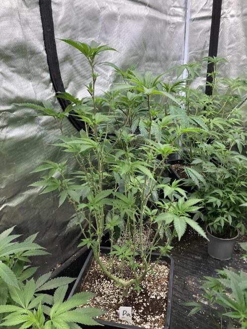 Do-lato V2 (In House Genetics). Week 16