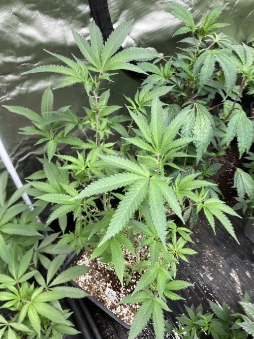 Do-lato V2 (In House Genetics). Week 16