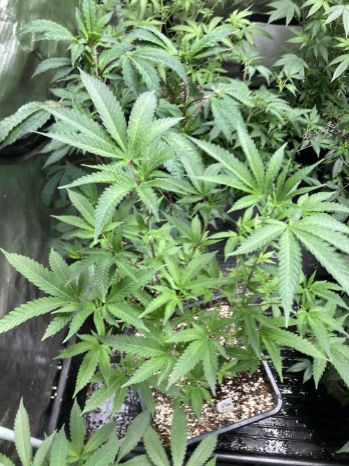 Do-lato V2 (In House Genetics). Week 16