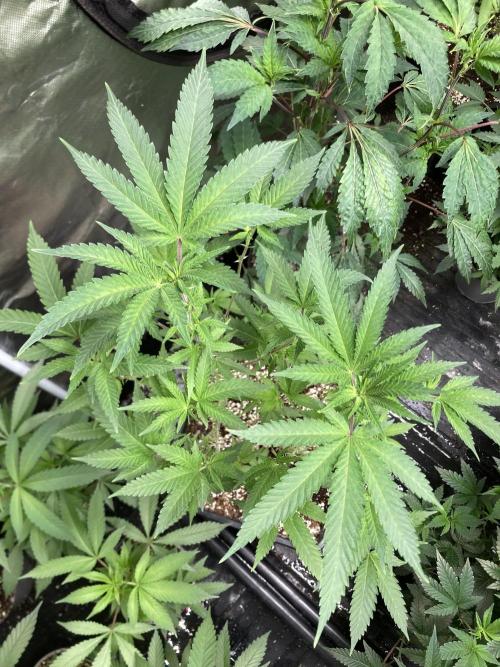 TSW2000 Full Spectrum 300W LED. Week 16