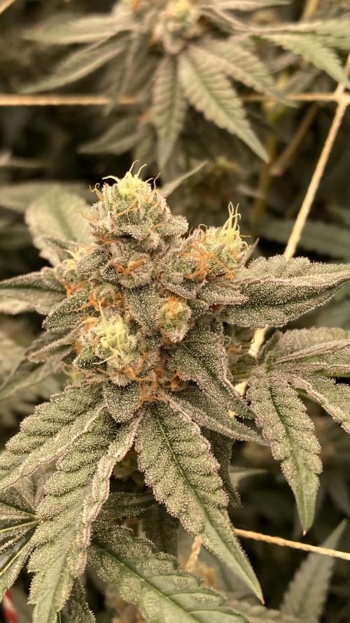Zoy Sauce Clones (my Cut). Week 9