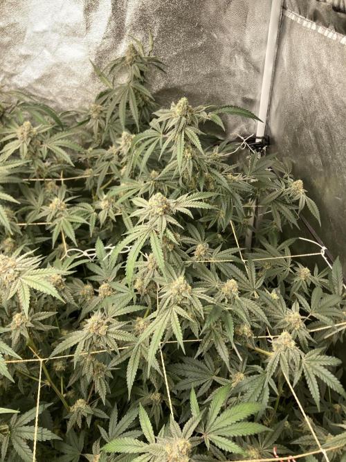 Zoy Sauce Clones (my Cut). Week 9