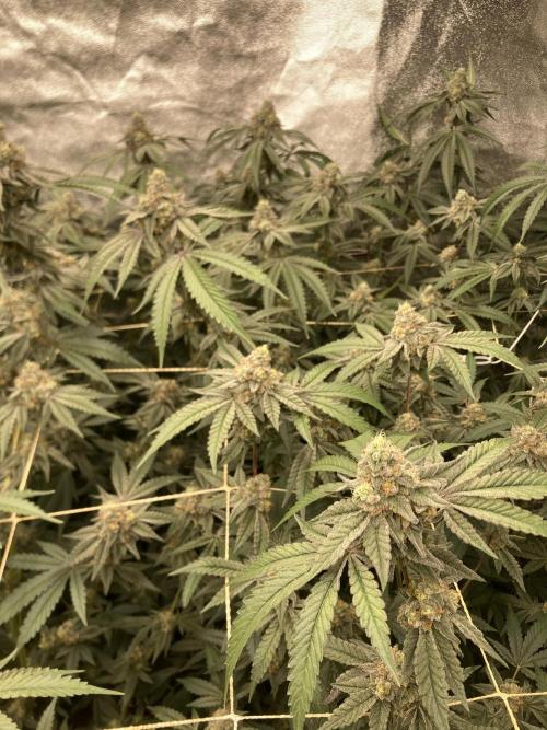 Zoy Sauce Clones (my Cut). Week 9