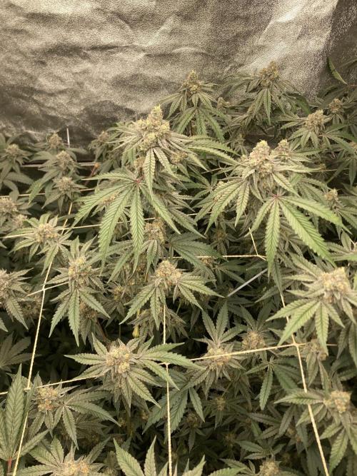 Zoy Sauce Clones (my Cut). Week 9