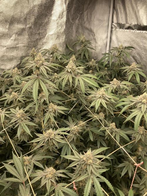 Zoy Sauce Clones (my Cut). Week 9