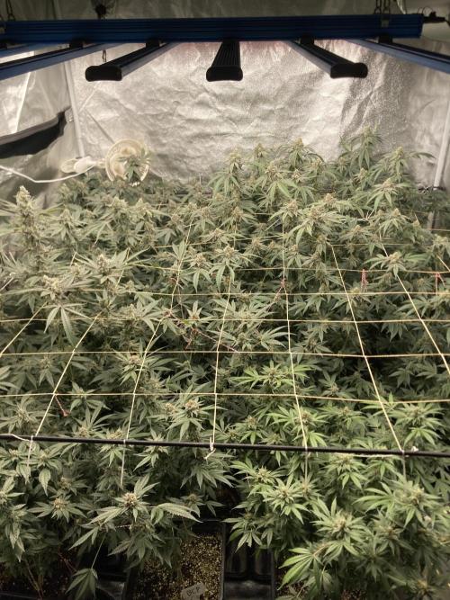 Zoy Sauce Clones (my Cut). Week 9