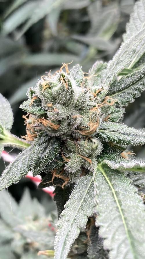 Rainbow Marker Clones (Lit Farms). Week 9