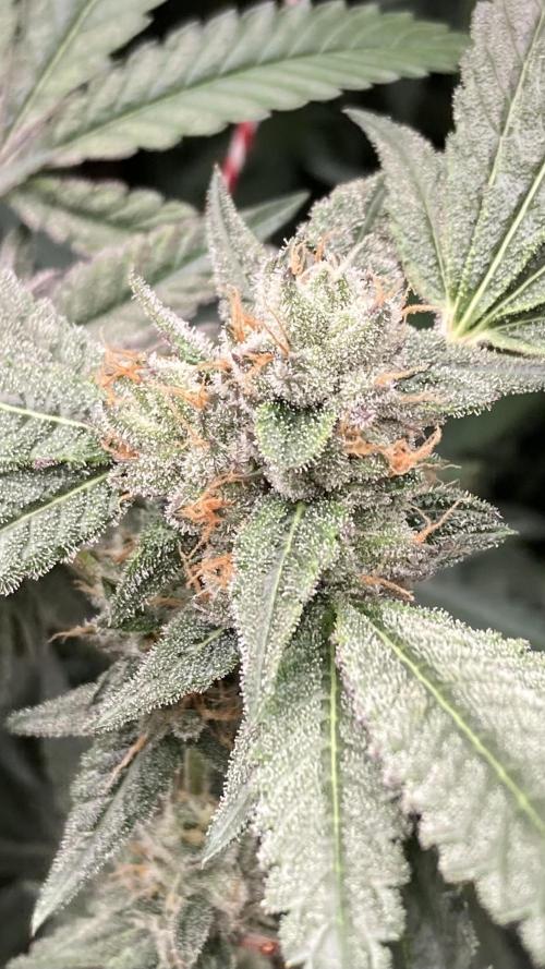 Rainbow Marker Clones (Lit Farms). Week 9