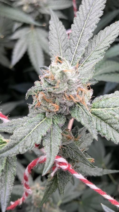 Rainbow Marker Clones (Lit Farms). Week 9