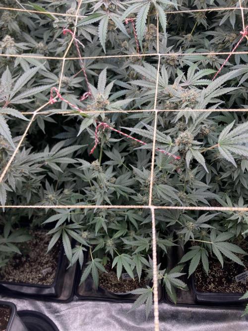 Rainbow Marker Clones (Lit Farms). Week 9