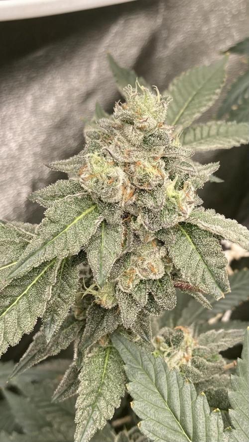 Rainbow Marker Clones (Lit Farms). Week 9
