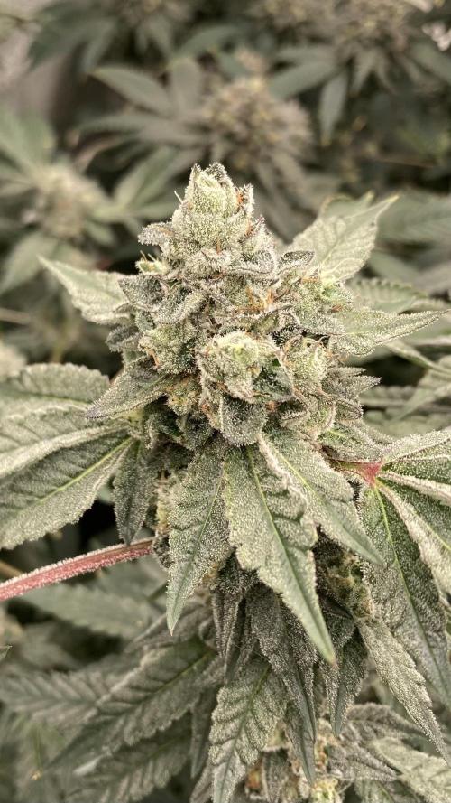 Rainbow Marker Clones (Lit Farms). Week 9