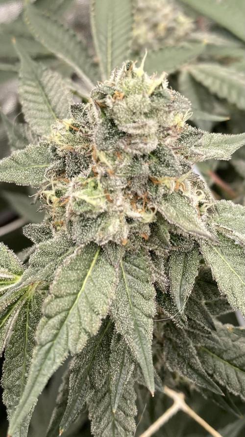 Rainbow Marker Clones (Lit Farms). Week 9