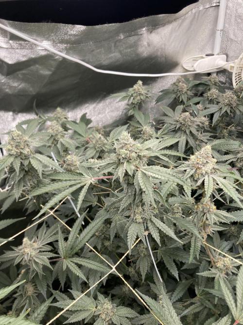 Rainbow Marker Clones (Lit Farms). Week 9