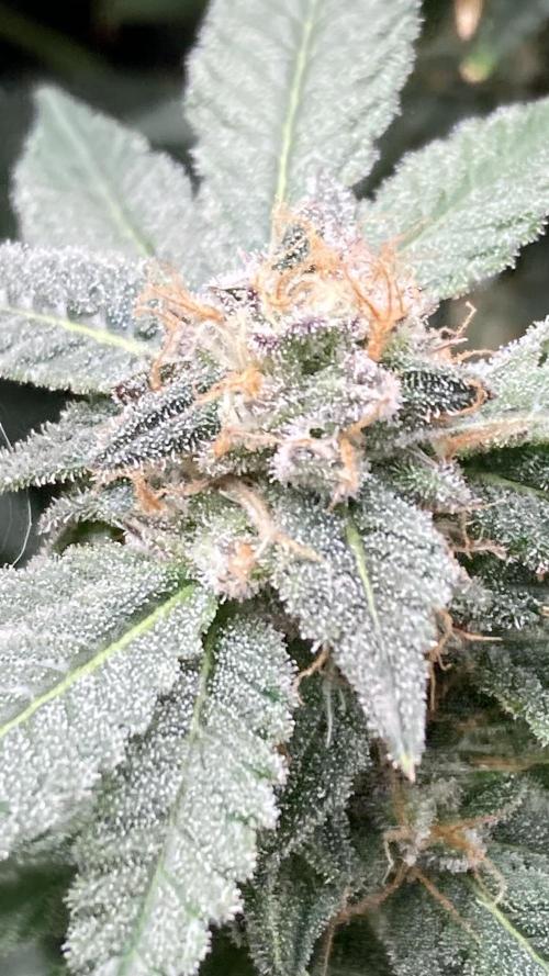Rainbow Marker Clones (Lit Farms). Week 9