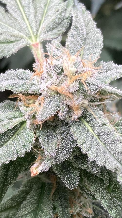 Rainbow Marker Clones (Lit Farms). Week 9