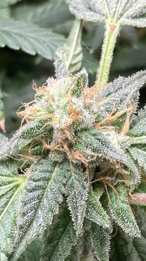Rainbow Marker Clones (Lit Farms). Week 9