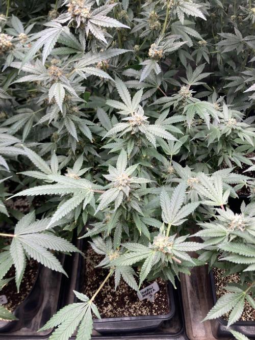 Rainbow Marker Clones (Lit Farms). Week 9