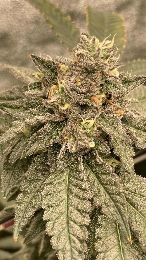 Rainbow Marker Clones (Lit Farms). Week 9
