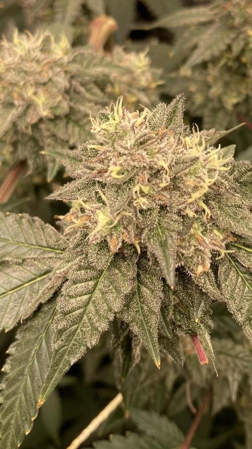 Rainbow Marker Clones (Lit Farms). Week 9