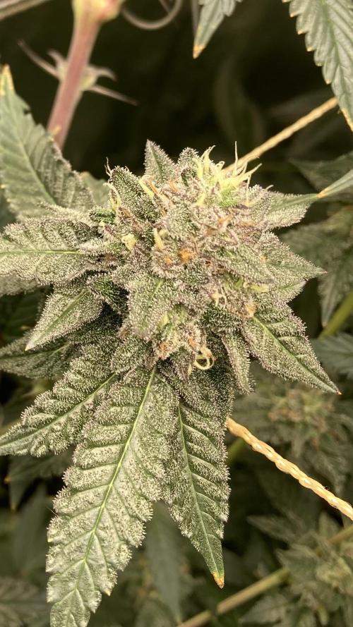 Rainbow Marker Clones (Lit Farms). Week 9