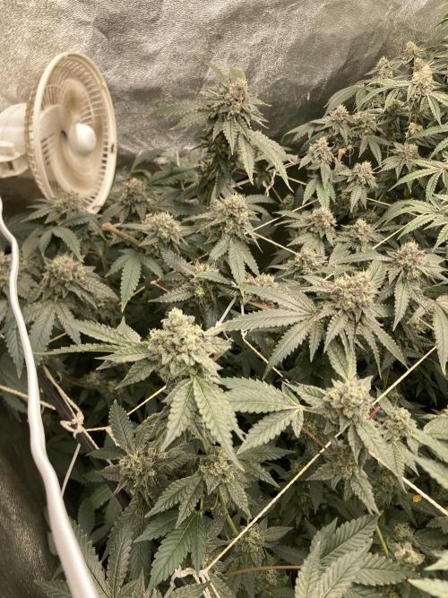 Rainbow Marker Clones (Lit Farms). Week 9