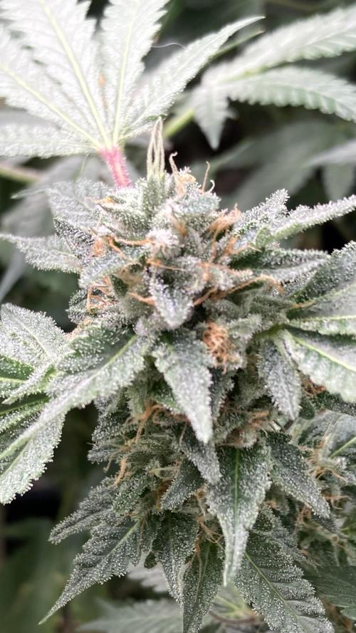 Rainbow Marker Clones (Lit Farms). Week 9