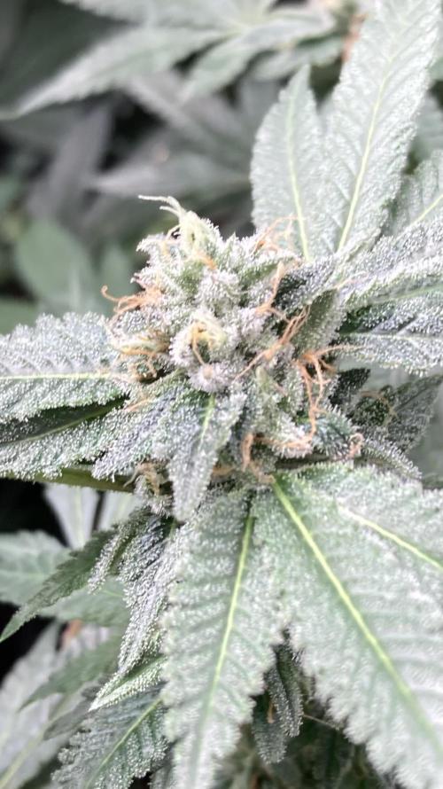 Rainbow Marker Clones (Lit Farms). Week 9