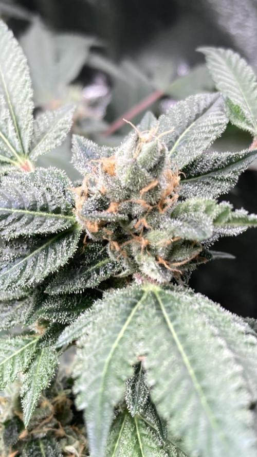 Rainbow Marker Clones (Lit Farms). Week 9