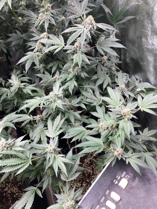 Rainbow Marker Clones (Lit Farms). Week 9